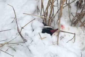 Five men charged for illegally shooting, killing ducks