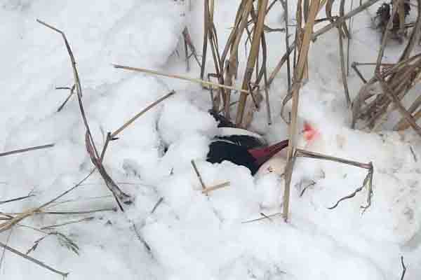 Five men charged for illegally shooting, killing ducks
