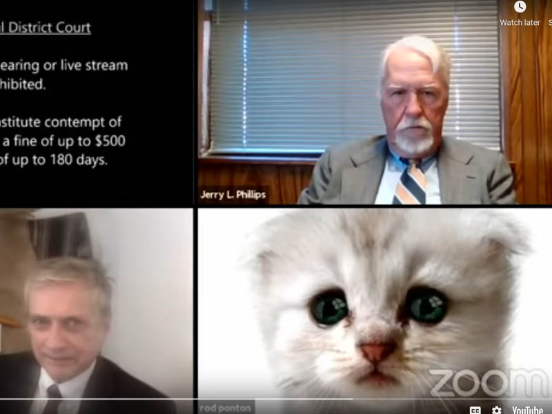"I'm not a cat!" Lawyer tells judge in Zoom court