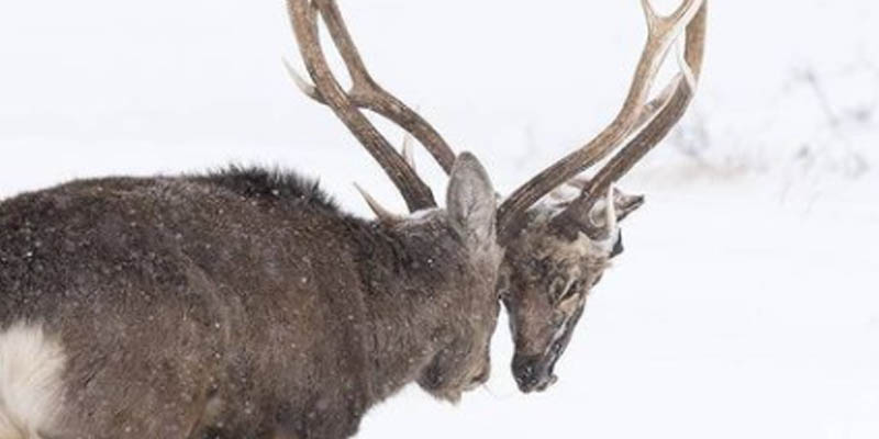 Video of deer carrying severed head of another is just tip of the ice berg at Nature Is Metal