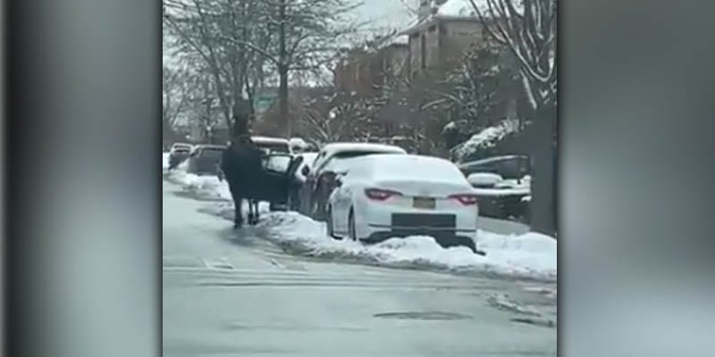 Nothing to see here except police chasing horses through the streets of Brooklyn