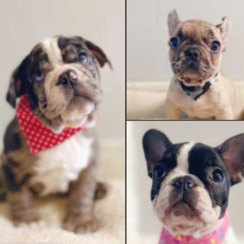 Dognapping: three puppies stolen from hillsborough county pet store - photo licensed by shore news network.