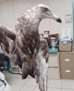 Police, ahs rescues seagull tangled in fishing line in surf city