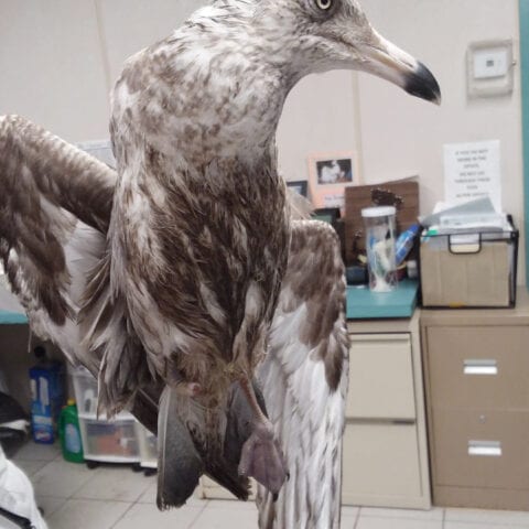 Police, ahs rescues seagull tangled in fishing line in surf city - photo licensed by shore news network.