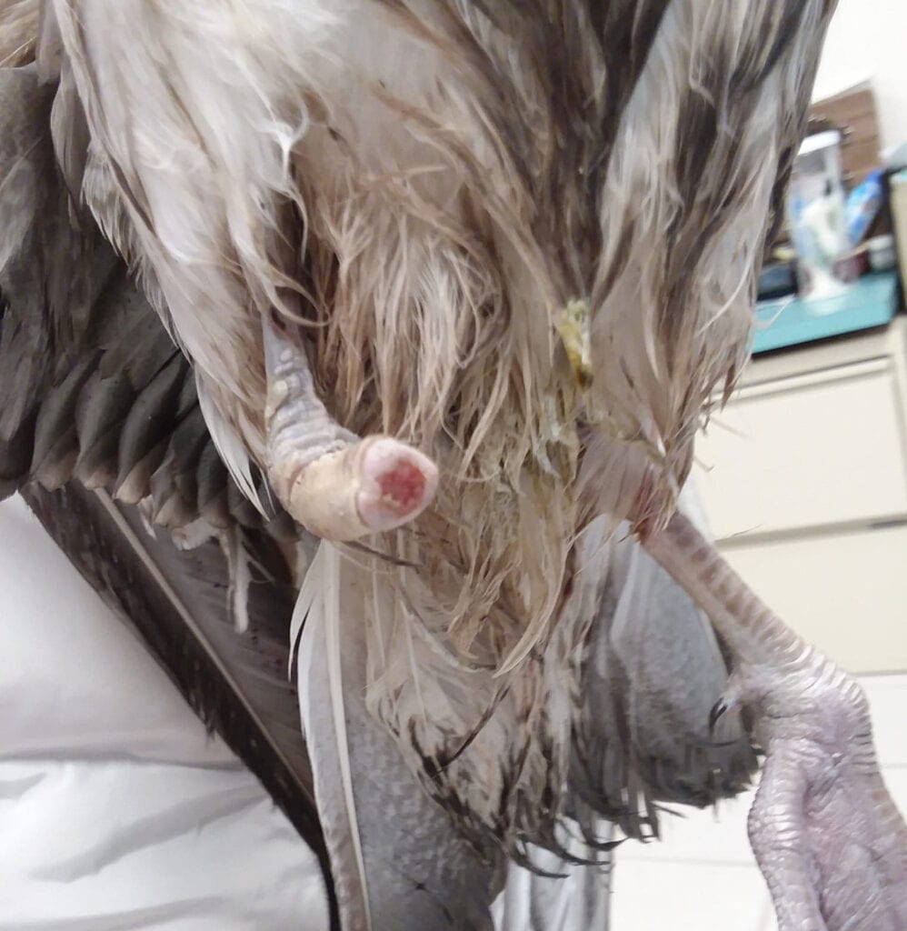 Police, AHS Rescues Seagull Tangled in Fishing Line in Surf City