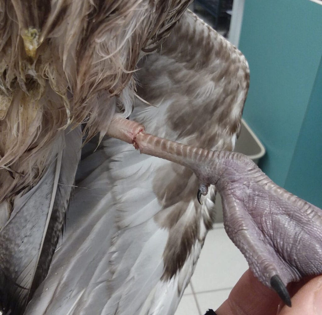 Police, AHS Rescues Seagull Tangled in Fishing Line in Surf City