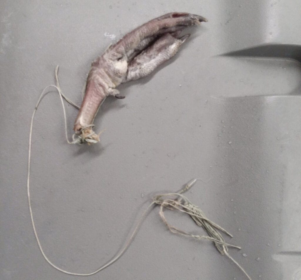 Police, AHS Rescues Seagull Tangled in Fishing Line in Surf City