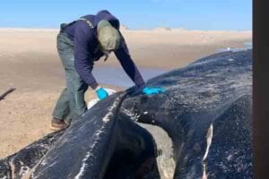 A 30 ton humpback whale has washed up on maryland beach
