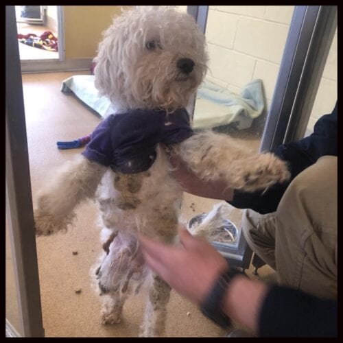 Two abandoned Toms River dogs provided shelter, caring by Animal Shelter staff