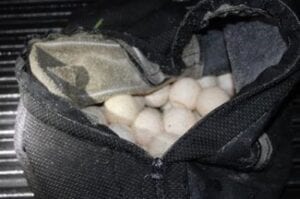 Sea turtle egg poachers get prison time