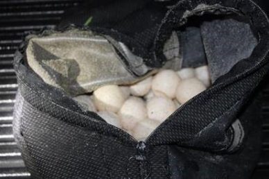 Sea turtle egg poachers get prison time