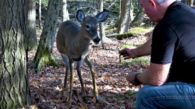 Deer stops to share a snack with a man eating apples in the woods Deer stops to share a snack with a man eating apples in the woods