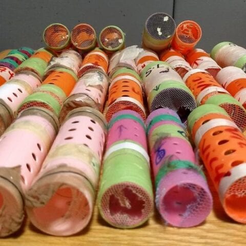 Guyana man tried to smuggle birds inside hair rollers, caught at jfk airport - photo licensed by shore news network.