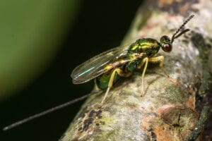Illegal shipment of parasitic wasps caught headed for Oregon