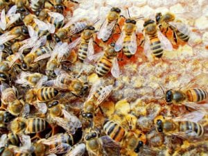 They bought a house listed with “bees in the wall” later realized there were half a million of them They bought a house listed with bees in the wall later realized there were half a million of them