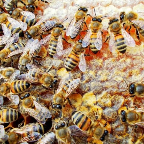 New jersey seeking ways to replenish dwindling honey bee population - photo licensed by shore news network.
