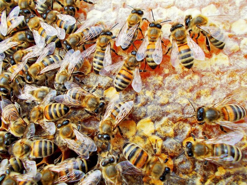 They bought a house listed with "bees in the wall" later realized there were half a million of them