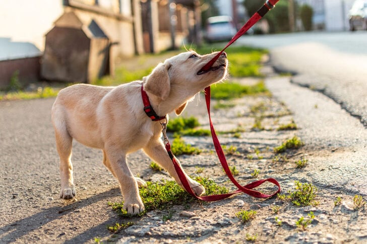Allegany County Animal Shelter offers "Hounds Around Town" program for dog lovers