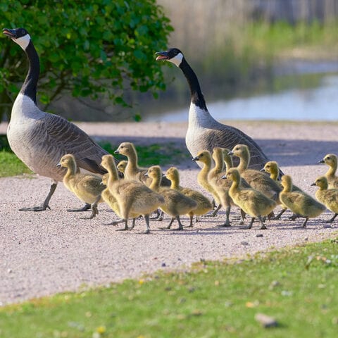 Brick man pleads guilty to running over entire family of geese - photo licensed by shore news network.