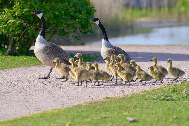 Brick man pleads guilty to running over entire family of geese
