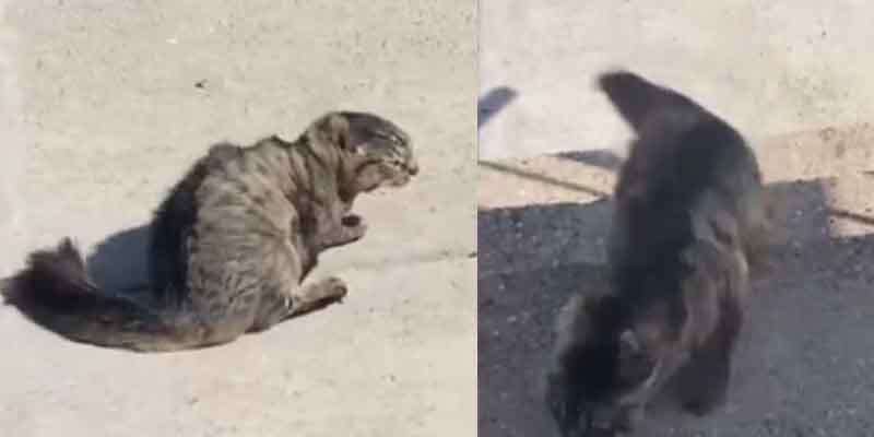 This cat handled walking up steps in the wind better than Joe Biden
