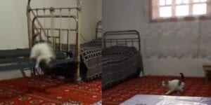 This cat just proved that curiosity doesnt always kill the cat