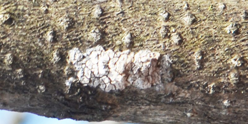 If you see this on your trees, you need to get rid of it quickly. Here's why