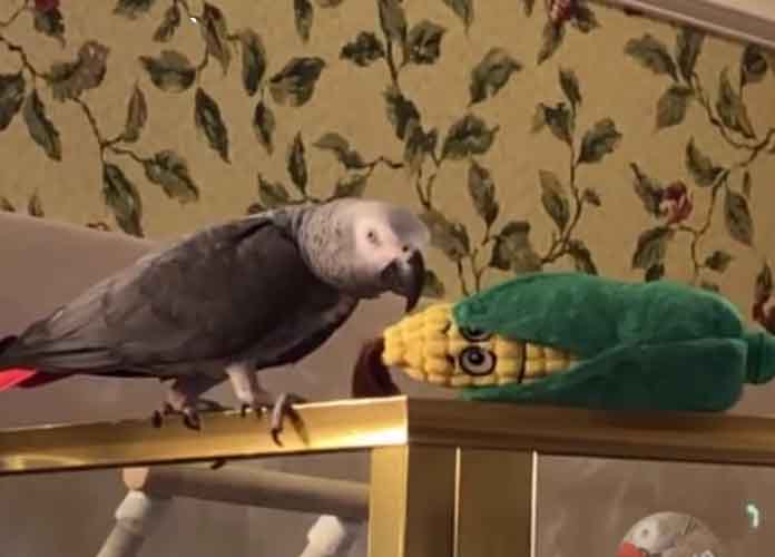 Parrot sounds amazingly human, then apologizes for pushing toy off ledge