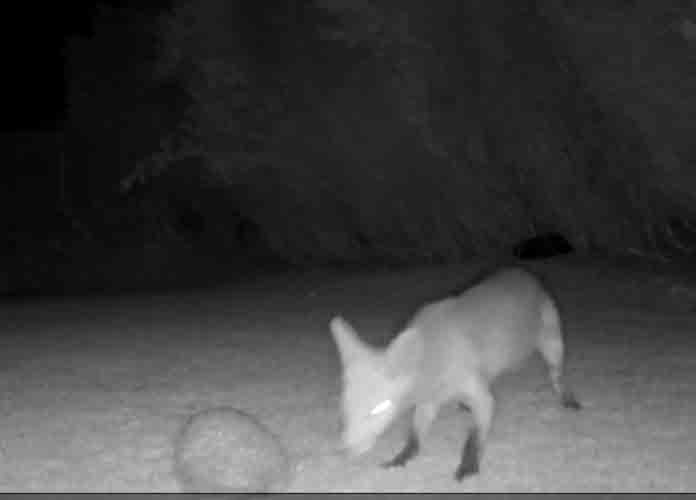 A real life encounter between a fox and a hedgehog caught on camera
