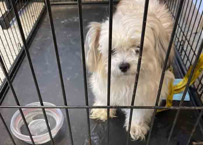 Is this your dog? Found by the Gloucester City Police Department