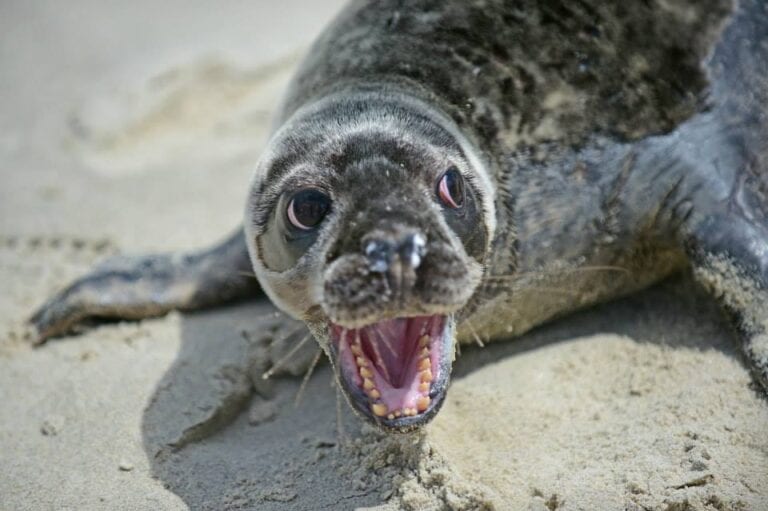 It's seal season at the jersey shore and wildlife experts say "stop harassing the seals" - photo licensed by shore news network.