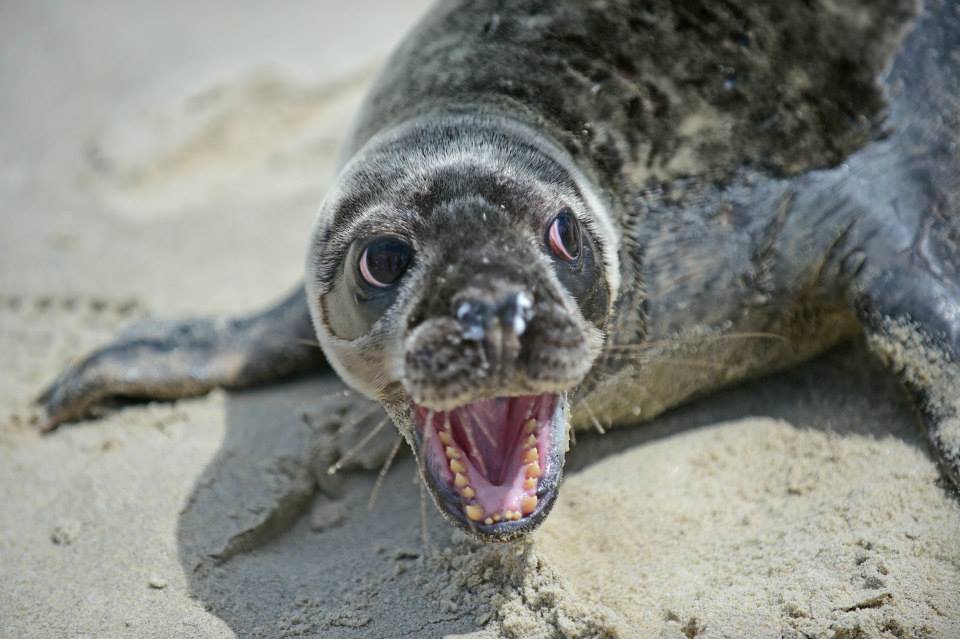 It's Seal Season at the Jersey Shore and Wildlife Experts say "Stop Harassing the Seals"
