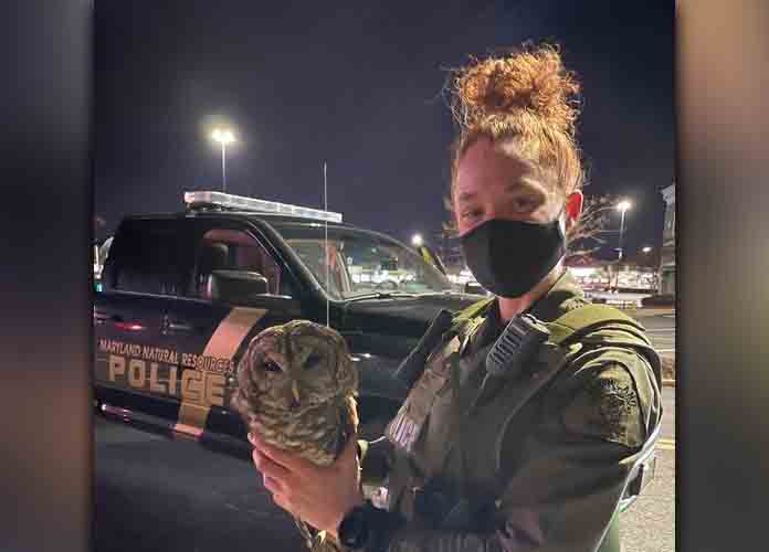 Owl rescued from grill of truck after being struck euthanized