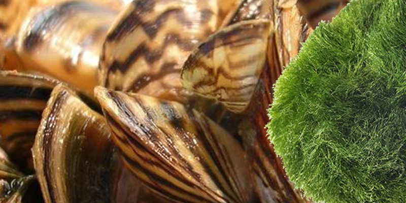 One of North America's most invasive species sold accidentally by Petco and PetSmart