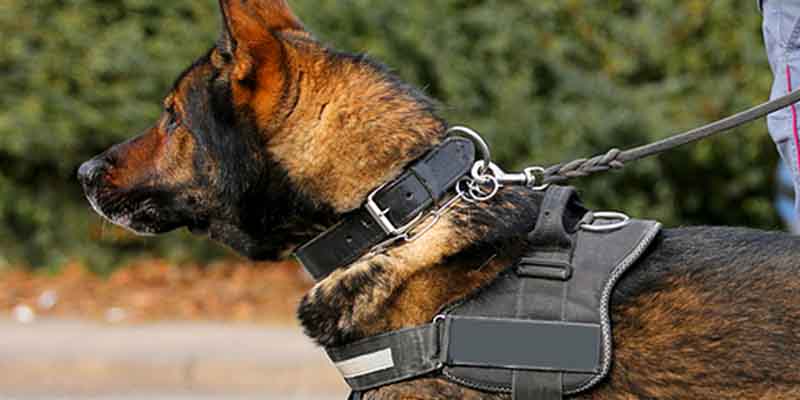 Portland police dog escapes handler, bites two