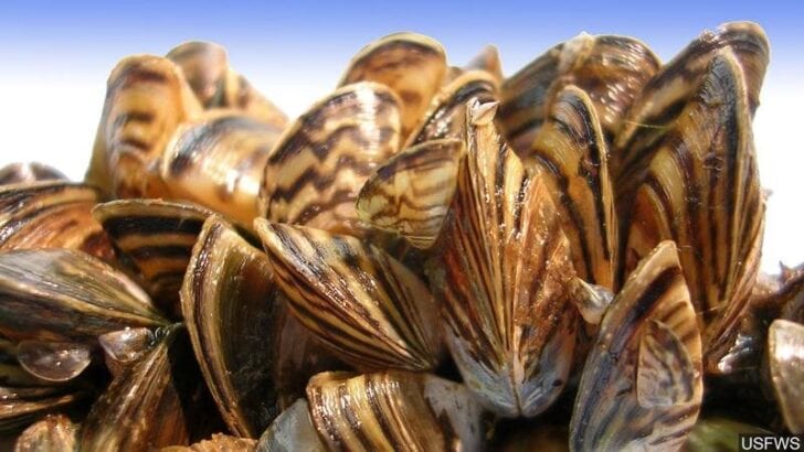 One of North America's most invasive species sold accidentally by Petco and PetSmart