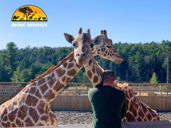 April the giraffe, dead at 20 after entertaining millions during childbirth