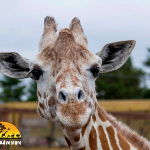 April the giraffe, dead at 20 after entertaining millions during childbirth - photo licensed by shore news network.