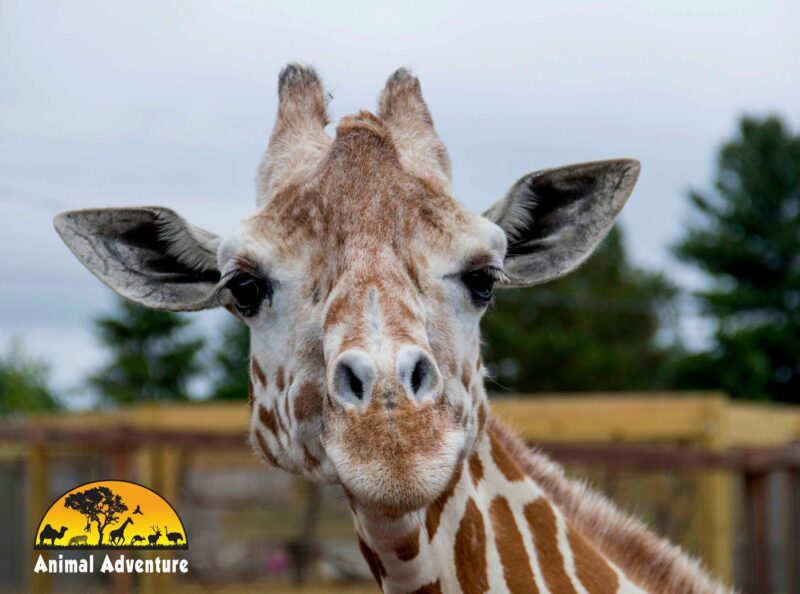 April the giraffe, dead at 20 after entertaining millions during childbirth