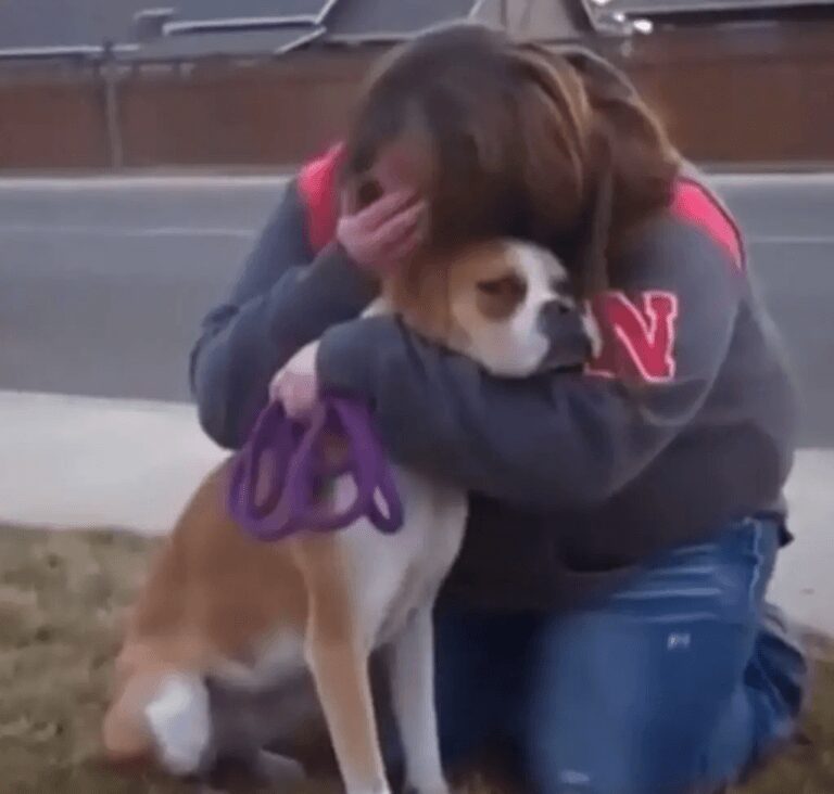 Boxer foster mom is devastated to give her dog to her new adoptees, until the unexpected happened Boxer foster mom is devastated to give her dog to her new adoptees, until the unexpected happened