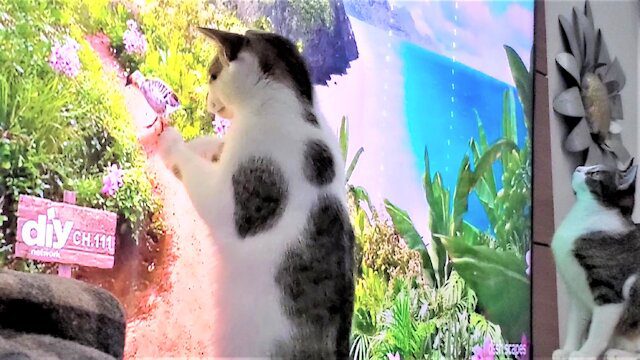 Watch as these rescue cats go crazy for birds and butterflies on tv