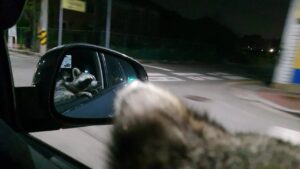 This cool raccoon enjoys cruising the strip in his car