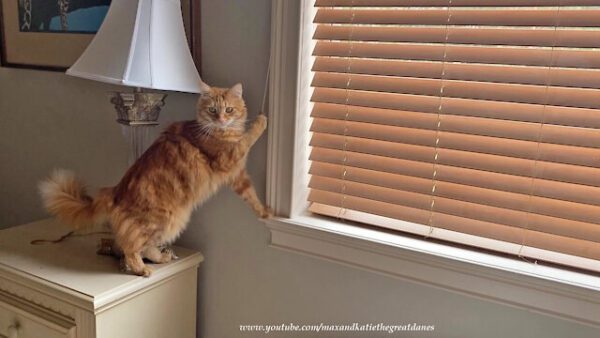 This clever cat knows how to close the blinds