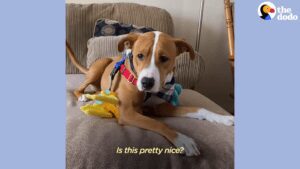 Watch as stray puppy learns how to live inside