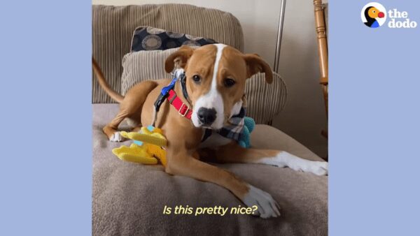 Watch as stray puppy learns how to live inside