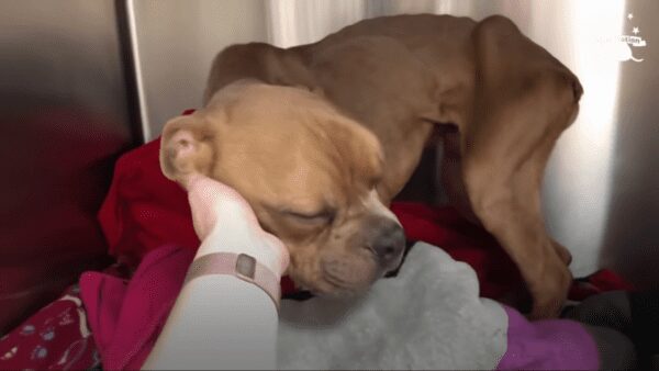 Little pittie found in the trash becomes the happiest dog