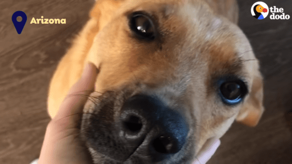 Dogs foster mom going back to college devastated to bring the dog back, and the most amazing thing happens