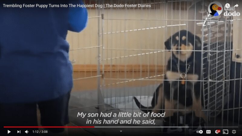 Scared and shaking foster puppy becomes the happiest dog