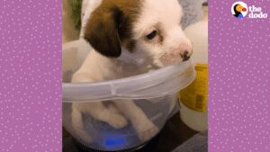 3 week old puppy found in a box gets a new leash on life