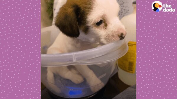 3 week old puppy found in a box gets a new leash on life
